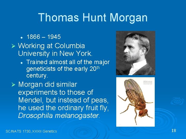 Thomas Hunt Morgan l Ø Working at Columbia University in New York. l Ø