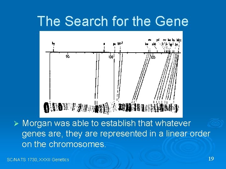 The Search for the Gene Ø Morgan was able to establish that whatever genes