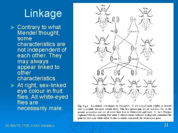 Linkage Contrary to what Mendel thought, some characteristics are not independent of each other.