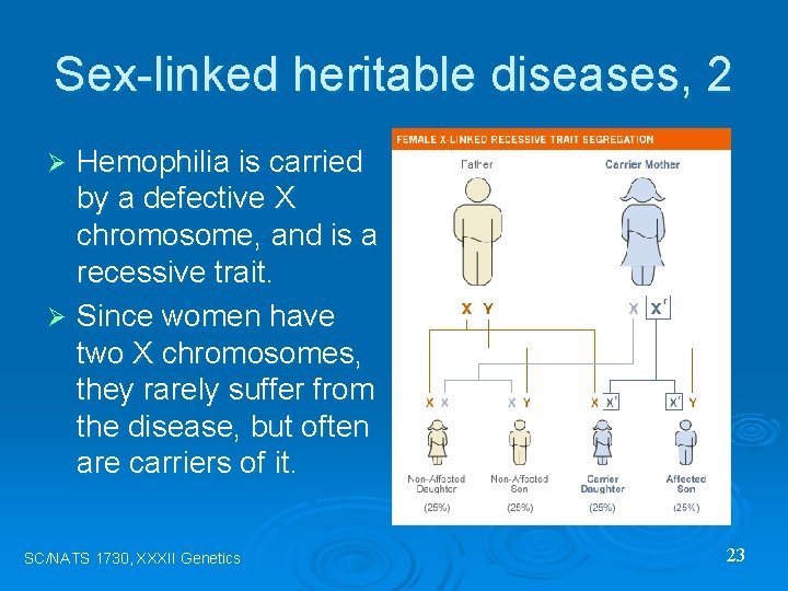Sex-linked heritable diseases, 2 Hemophilia is carried by a defective X chromosome, and is