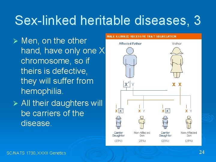 Sex-linked heritable diseases, 3 Men, on the other hand, have only one X chromosome,