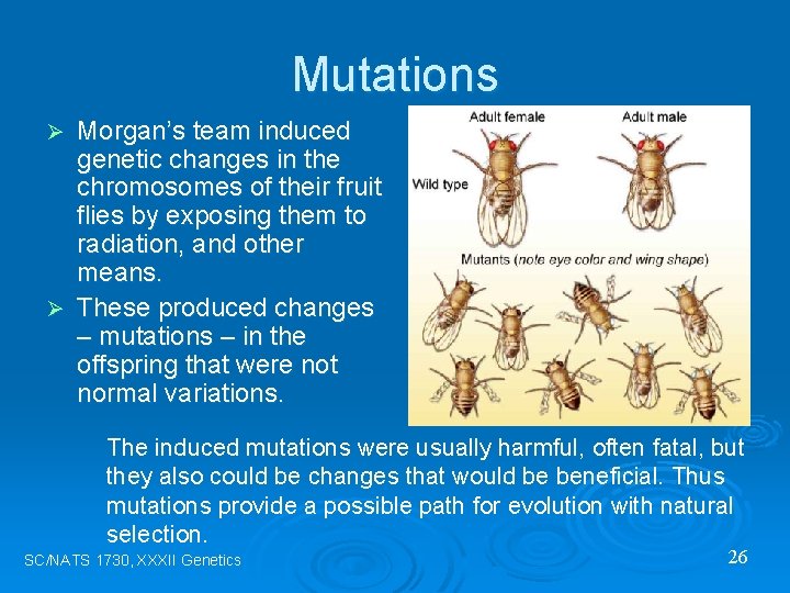 Mutations Morgan’s team induced genetic changes in the chromosomes of their fruit flies by
