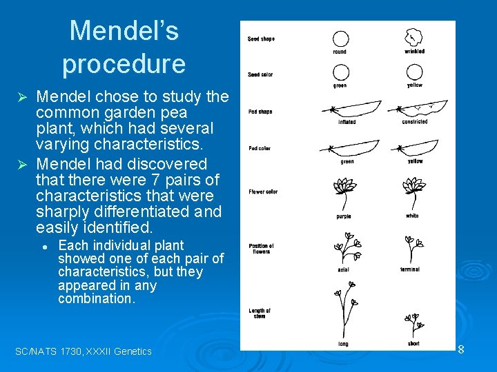 Mendel’s procedure Mendel chose to study the common garden pea plant, which had several