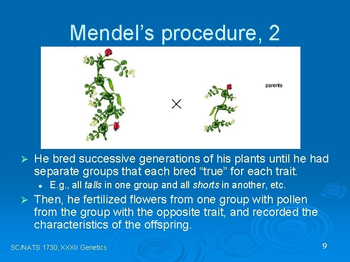 Mendel’s procedure, 2 Ø He bred successive generations of his plants until he had