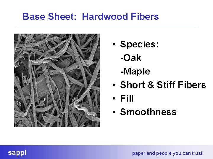 Base Sheet: Hardwood Fibers • Species: -Oak -Maple • Short & Stiff Fibers •