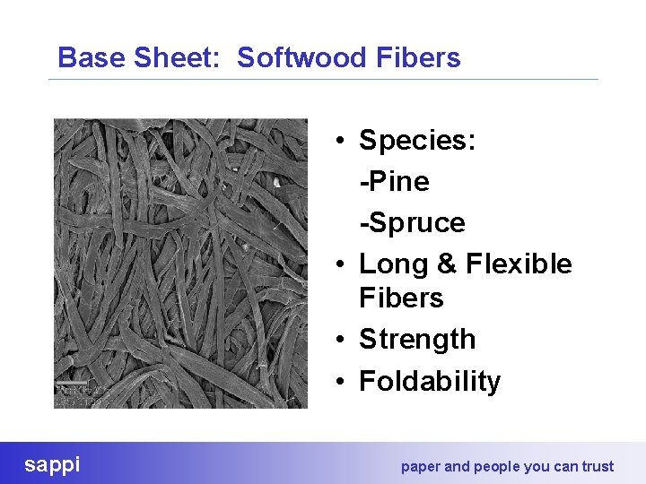 Base Sheet: Softwood Fibers • Species: -Pine -Spruce • Long & Flexible Fibers •