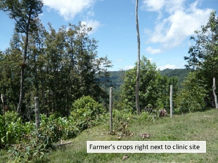 Farmer’s crops right next to clinic site 