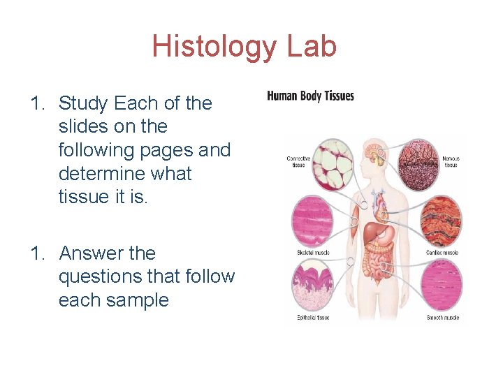 Histology Lab 1. Study Each of the slides on the following pages and determine