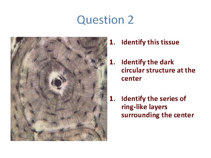 Histology Lab 1 Study Each of the slides