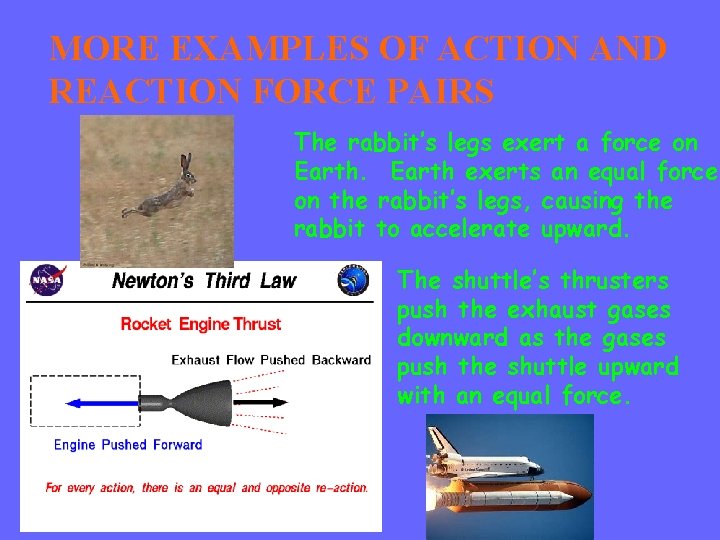 MORE EXAMPLES OF ACTION AND REACTION FORCE PAIRS The rabbit’s legs exert a force