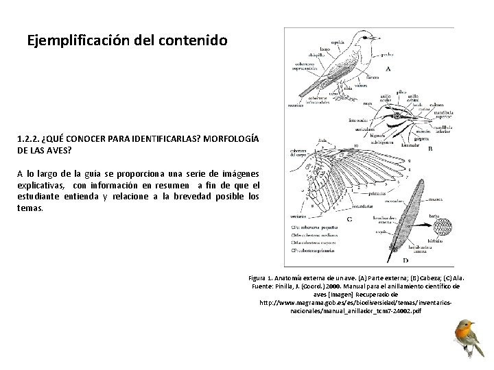 Ejemplificación del contenido 1. 2. 2. ¿QUÉ CONOCER PARA IDENTIFICARLAS? MORFOLOGÍA DE LAS AVES?