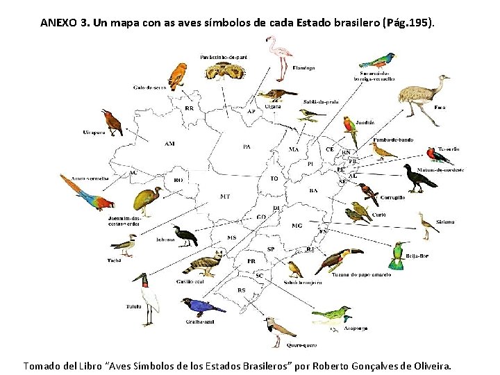 ANEXO 3. Un mapa con as aves símbolos de cada Estado brasilero (Pág. 195).