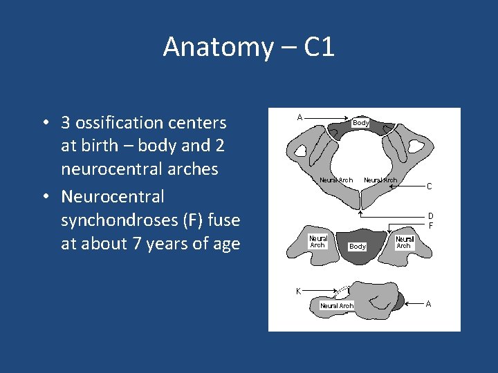Anatomy – C 1 • 3 ossification centers at birth – body and 2
