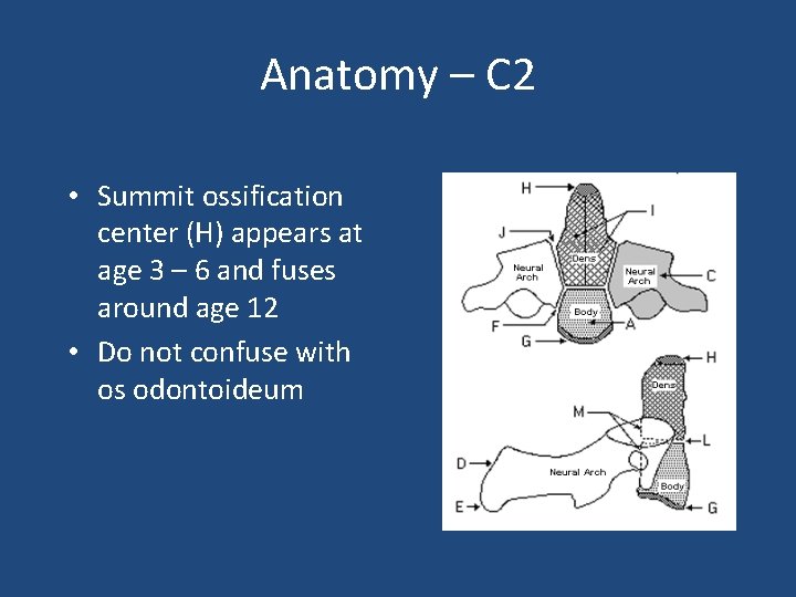 Anatomy – C 2 • Summit ossification center (H) appears at age 3 –