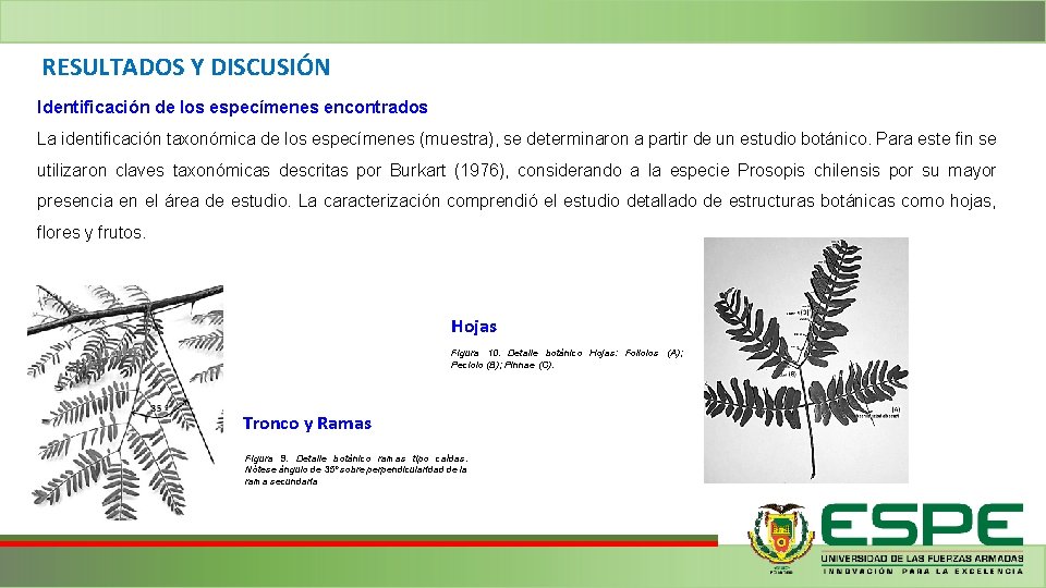 RESULTADOS Y DISCUSIÓN Identificación de los especímenes encontrados La identificación taxonómica de los especímenes RESULTADOS Y DISCUSIÓN Identificación de los especímenes encontrados La identificación taxonómica de los especímenes