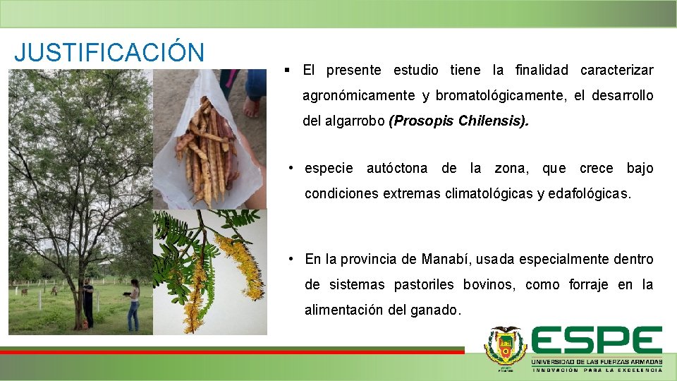 JUSTIFICACIÓN § El presente estudio tiene la finalidad caracterizar agronómicamente y bromatológicamente, el desarrollo JUSTIFICACIÓN § El presente estudio tiene la finalidad caracterizar agronómicamente y bromatológicamente, el desarrollo