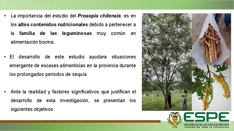 • La importancia del estudio del Prosopis chilensis es en los altos contenidos • La importancia del estudio del Prosopis chilensis es en los altos contenidos
