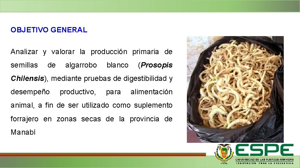 OBJETIVO GENERAL Analizar y valorar la producción primaria de semillas de algarrobo blanco (Prosopis OBJETIVO GENERAL Analizar y valorar la producción primaria de semillas de algarrobo blanco (Prosopis