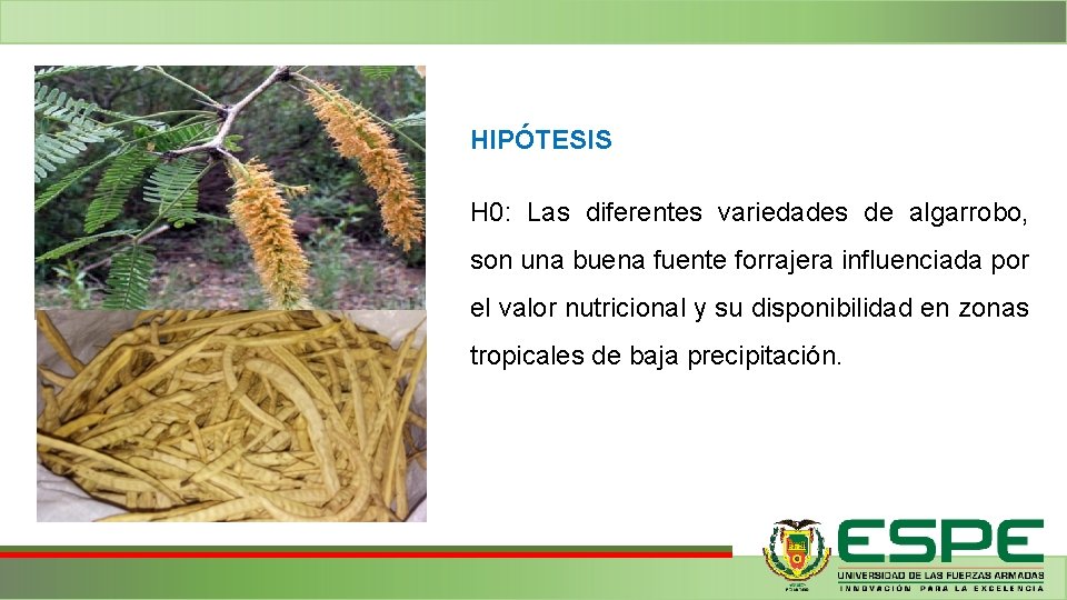 HIPÓTESIS H 0: Las diferentes variedades de algarrobo, son una buena fuente forrajera influenciada HIPÓTESIS H 0: Las diferentes variedades de algarrobo, son una buena fuente forrajera influenciada