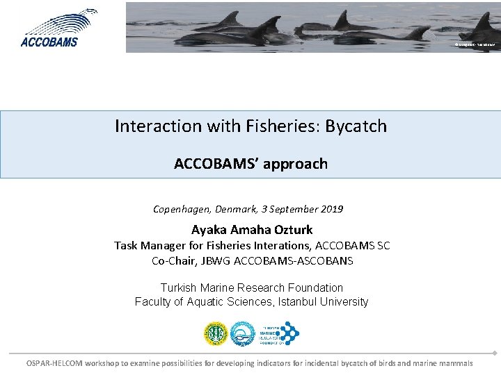 © Morigenos - Tilen Genov Interaction with Fisheries: Bycatch ACCOBAMS’ approach Copenhagen, Denmark, 3