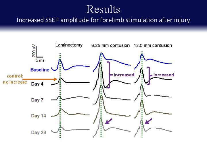 Results Increased SSEP amplitude forelimb stimulation after injury control: no increased 
