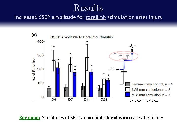 Results Increased SSEP amplitude forelimb stimulation after injury * p < 0. 05, **