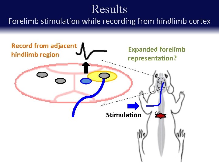 Results Forelimb stimulation while recording from hindlimb cortex Record from adjacent hindlimb region Expanded