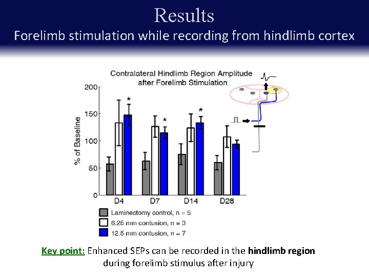 Results Forelimb stimulation while recording from hindlimb cortex Key point: Enhanced SEPs can be