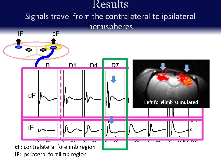 Results i. F Signals travel from the contralateral to ipsilateral hemispheres c. F Record