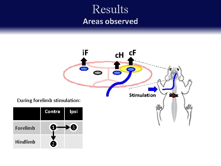 Results Areas observed i. F During forelimb stimulation: Contra Ipsi Forelimb 1 3 Hindlimb