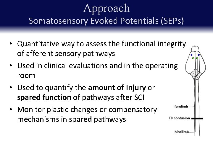 Approach Somatosensory Evoked Potentials (SEPs) • Quantitative way to assess the functional integrity of