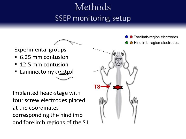 Methods SSEP monitoring setup Experimental groups § 6. 25 mm contusion § 12. 5