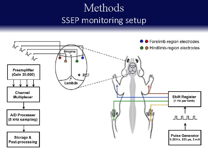 Methods SSEP monitoring setup * REF Lambda 