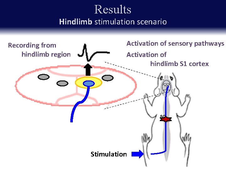 Results Hindlimb stimulation scenario Recording from hindlimb region Activation of sensory pathways Activation of