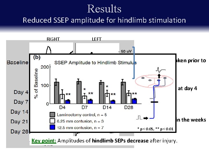 Results Reduced SSEP amplitude for hindlimb stimulation RIGHT LEFT Baseline SSEPs taken prior to