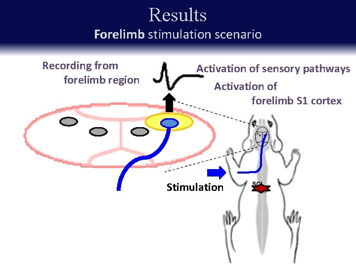 Results Forelimb stimulation scenario Recording from forelimb region Activation of sensory pathways Activation of