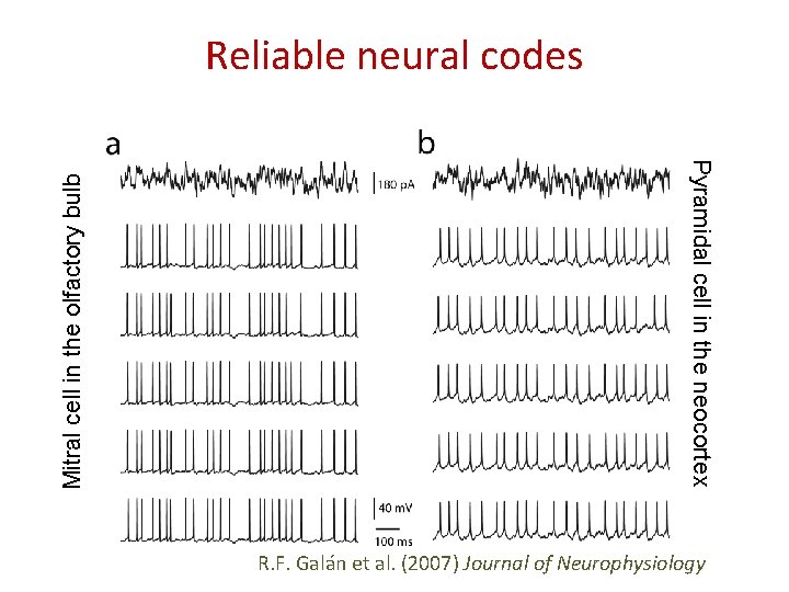 Pyramidal cell in the neocortex Mitral cell in the olfactory bulb Reliable neural codes