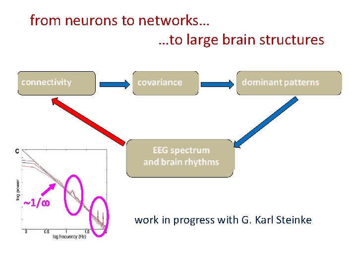 from neurons to networks… …to large brain structures connectivity 1/ work in progress with
