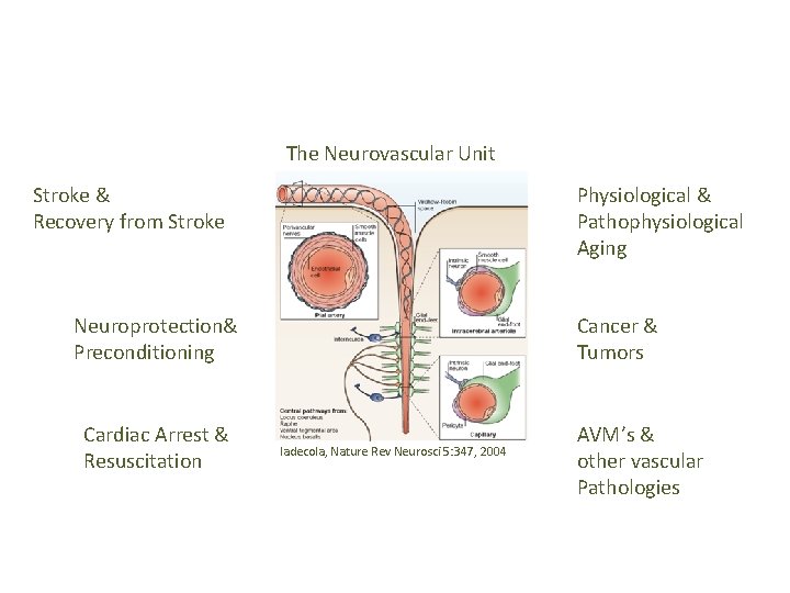 The Neurovascular Unit Stroke & Recovery from Stroke Physiological & Pathophysiological Aging Neuroprotection& Preconditioning
