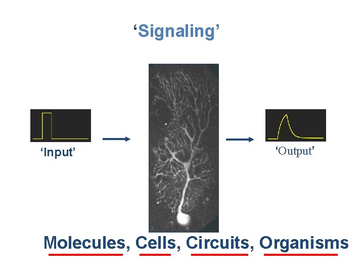 ‘Signaling’ ‘Input’ ‘Output’ Molecules, Cells, Circuits, Organisms 