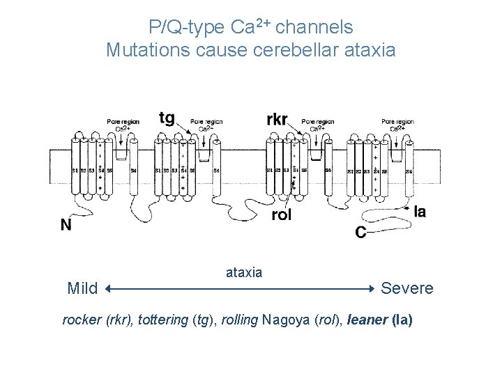 P/Q-type Ca 2+ channels Mutations cause cerebellar ataxia Mild ataxia Severe rocker (rkr), tottering