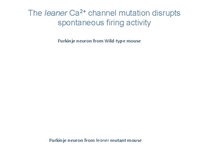 The leaner Ca 2+ channel mutation disrupts spontaneous firing activity Purkinje neuron from Wild-type