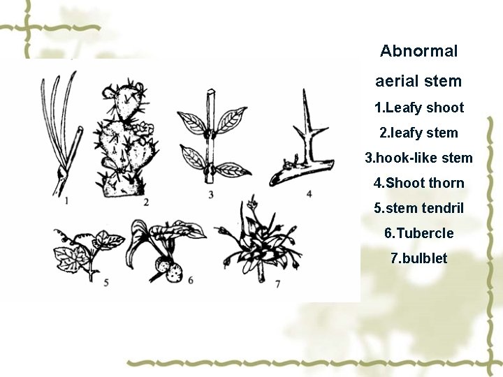 Abnormal aerial stem 1. Leafy shoot 2. leafy stem 3. hook-like stem 4. Shoot