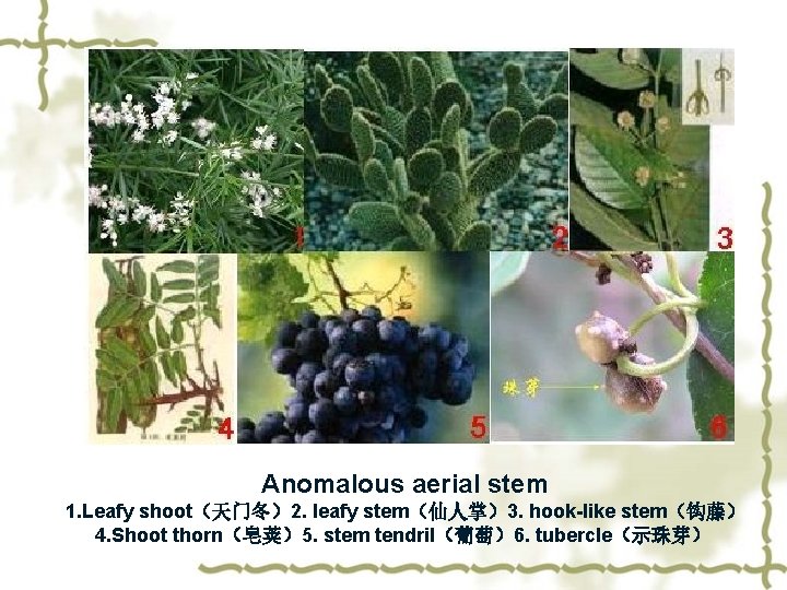 Anomalous aerial stem 1. Leafy shoot（天门冬）2. leafy stem（仙人掌）3. hook-like stem（钩藤） 4. Shoot thorn（皂荚）5. stem