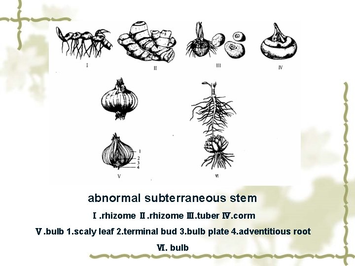 abnormal subterraneous stem Ⅰ. rhizome Ⅱ. rhizome Ⅲ. tuber Ⅳ. corm Ⅴ. bulb 1.