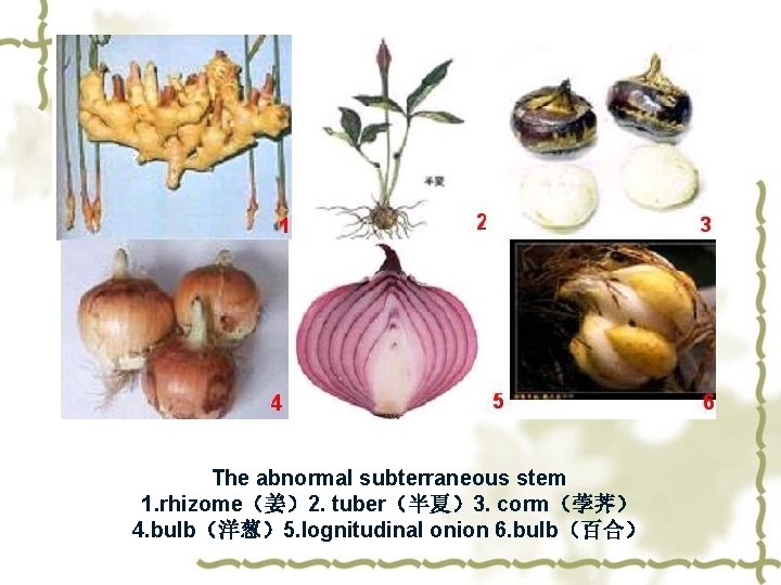 The abnormal subterraneous stem 1. rhizome（姜）2. tuber（半夏）3. corm（荸荠） 4. bulb（洋葱）5. lognitudinal onion 6. bulb（百合）
