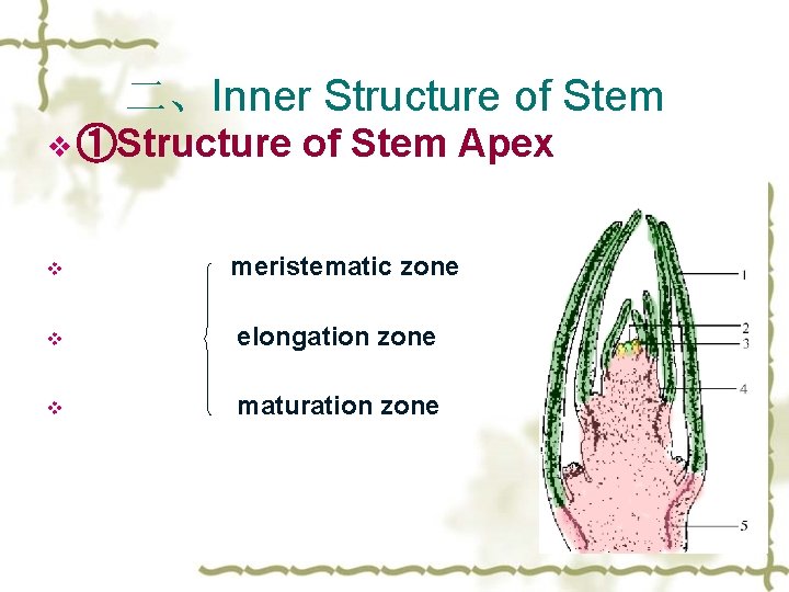 二、Inner Structure of Stem v ①Structure v of Stem Apex meristematic zone v elongation