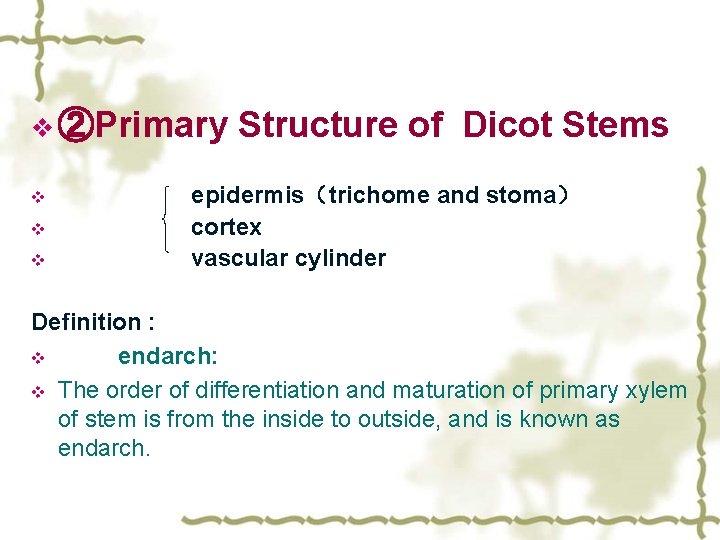 v ②Primary v v v Structure of Dicot Stems epidermis（trichome and stoma） cortex vascular