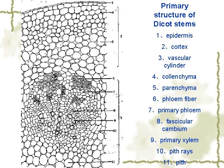 Primary structure of Dicot stems 1、epidermis 2、cortex 3、vascular cylinder 4、collenchyma 5、parenchyma 6、phloem fiber 7、primary