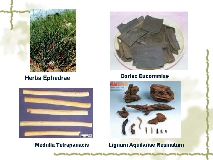 Herba Ephedrae Medulla Tetrapanacis Cortex Eucommiae Lignum Aquilariae Resinatum 